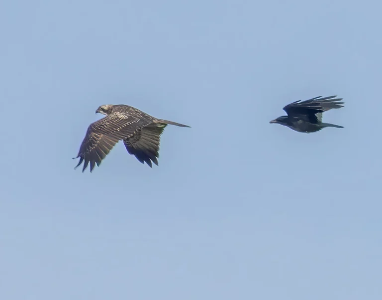 Bird Gallery 2022