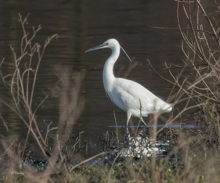 little Egret