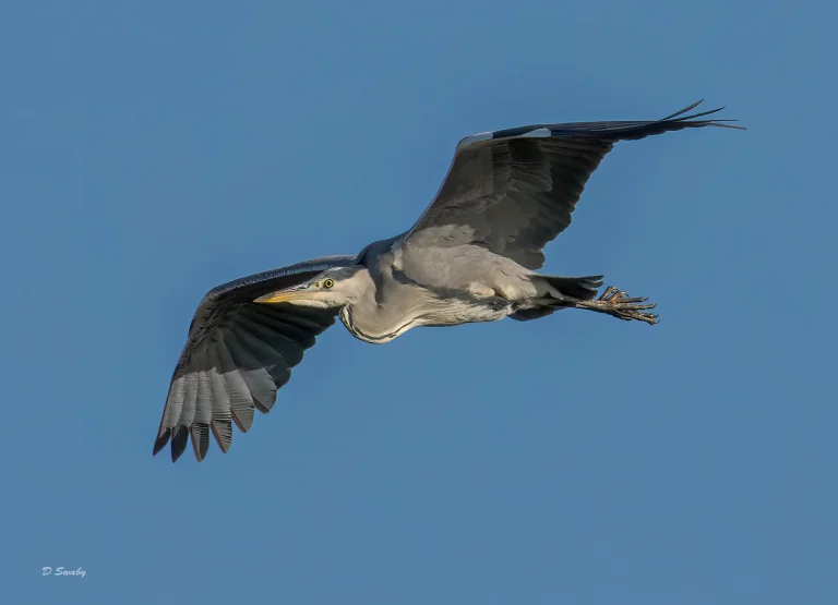 Grey Heron
