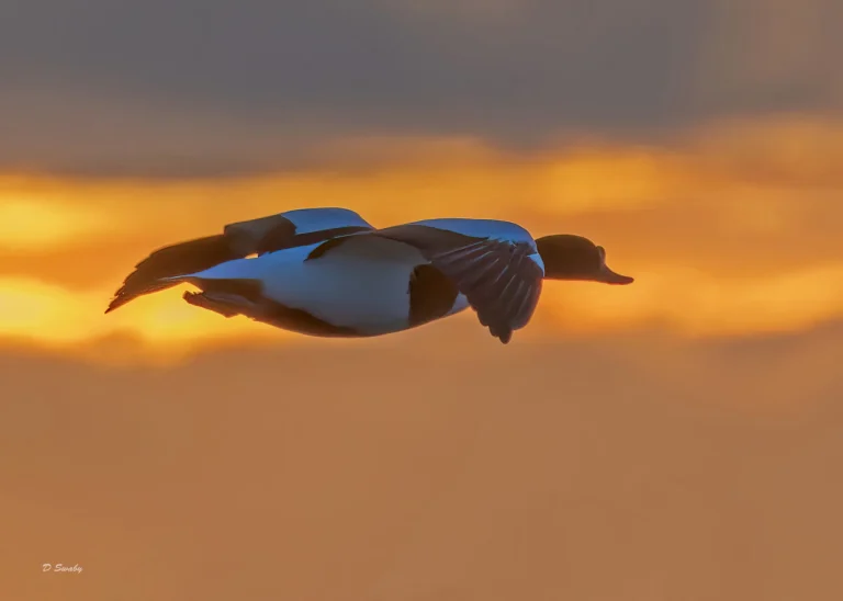 Shelduck at sundown