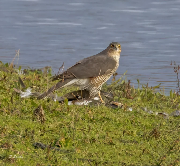 Sparrowhawk