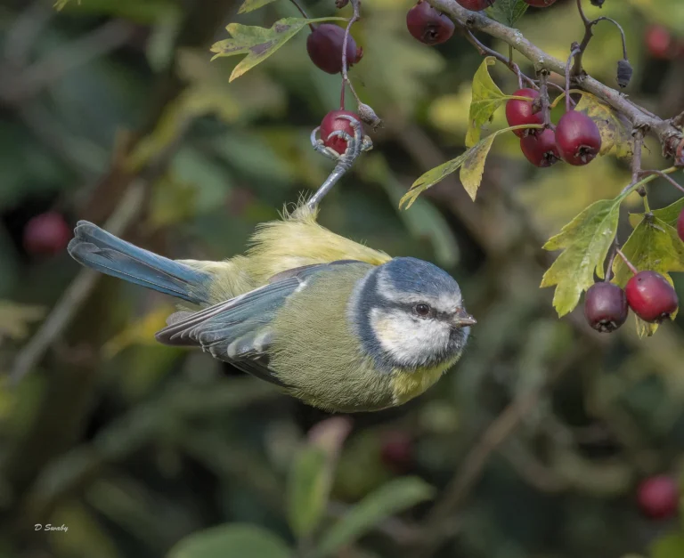 Bird Gallery 2022