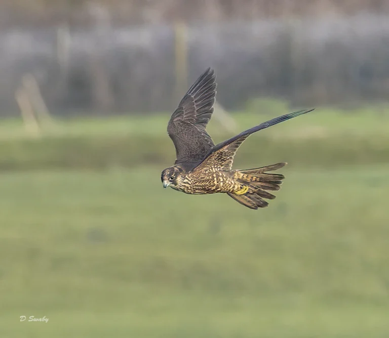 Peregrine