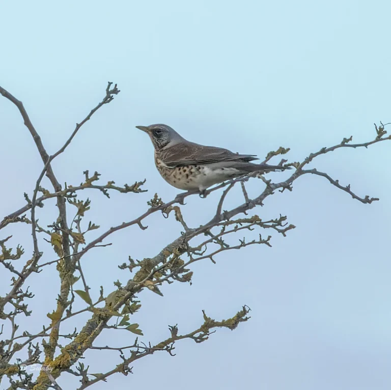 Bird Gallery 2022