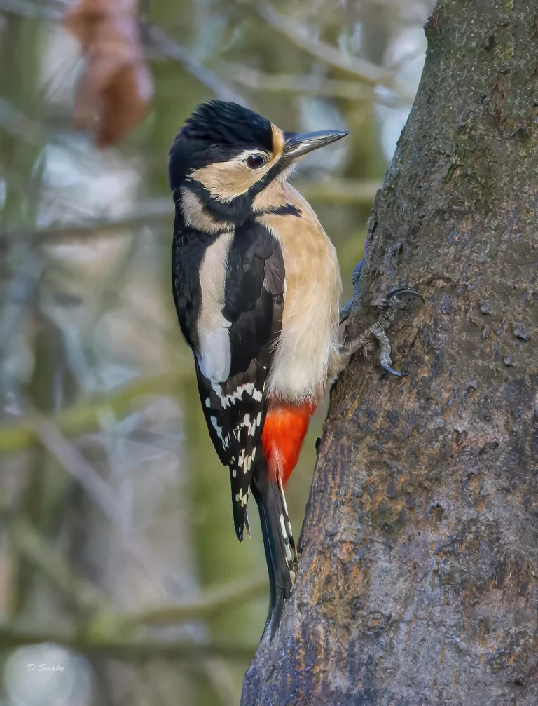 Great Spotted Woodpecker