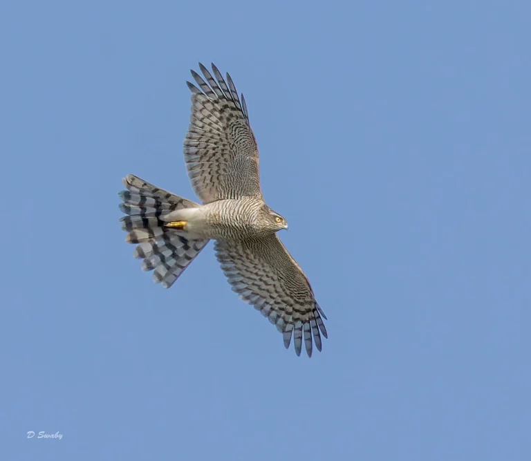 Bird Gallery 2022