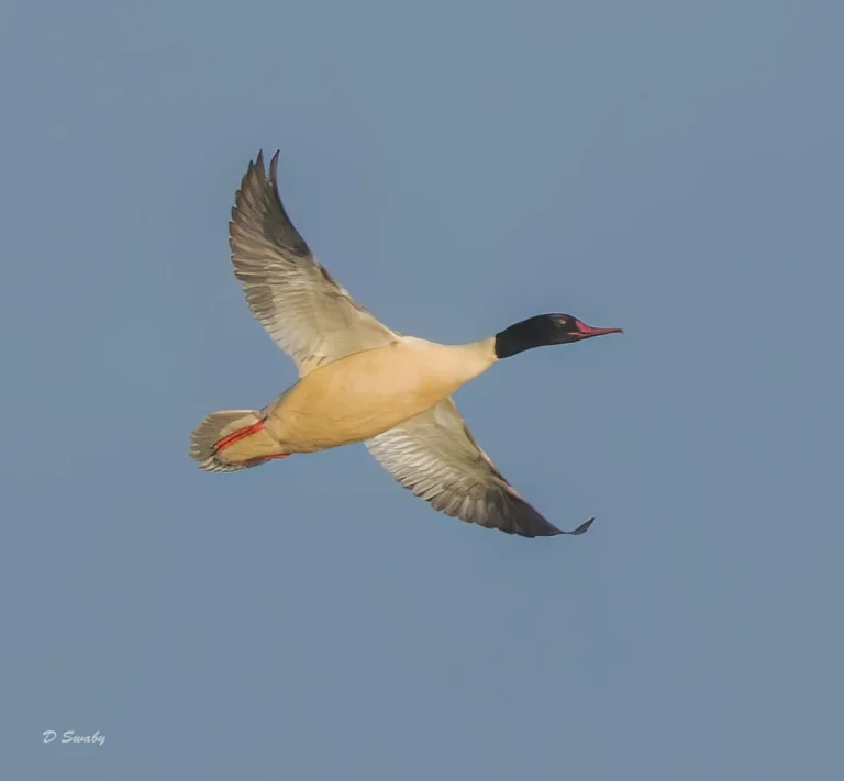 Goosander