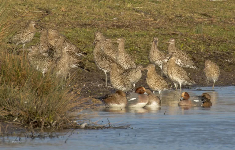 A-few-of-the-wintering-Curlews