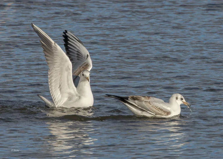 Bird Gallery 2022