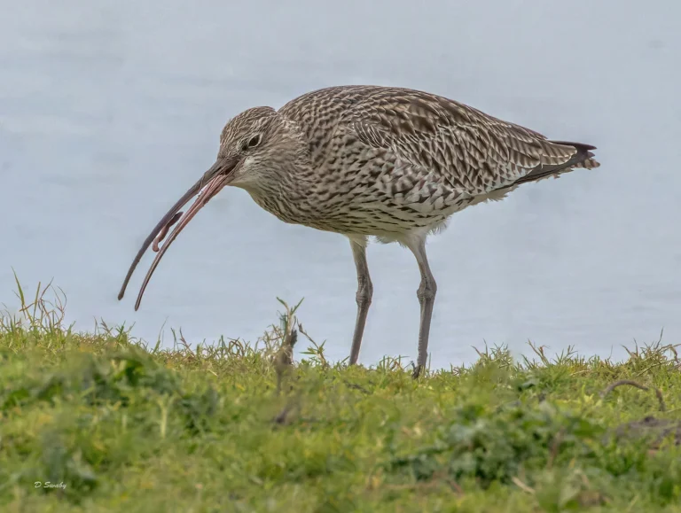 Bird Gallery 2022