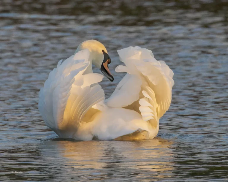 Bird Gallery 2022