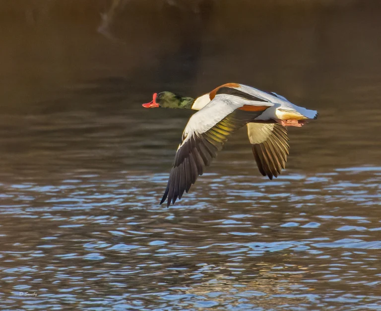 Shelduck