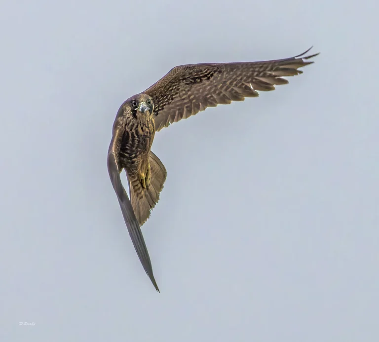 Peregrine Falcon