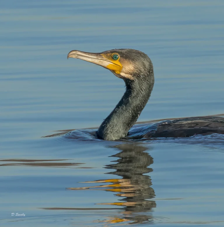 Bird Gallery 2022