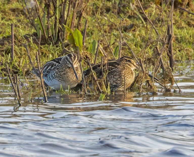 Common Snipe