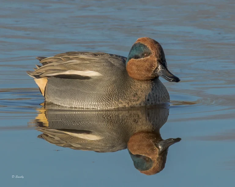 Bird Gallery 2022