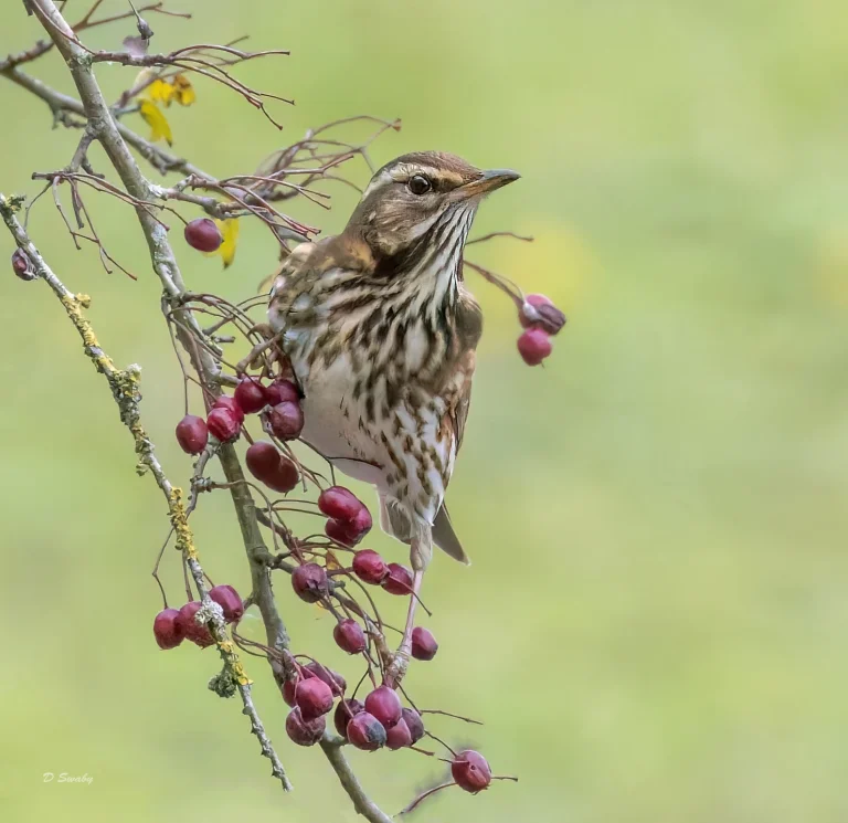 Bird Gallery 2022
