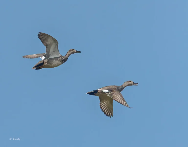 Gadwall