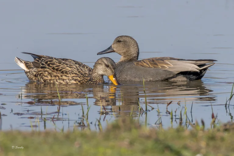 Gadwall