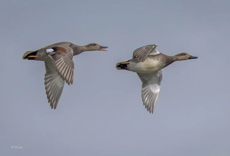 Gadwall