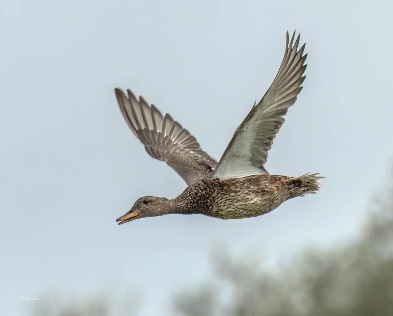 Gadwall