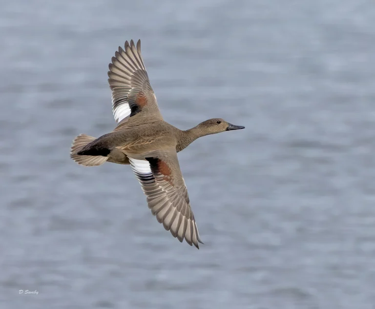 Gadwall