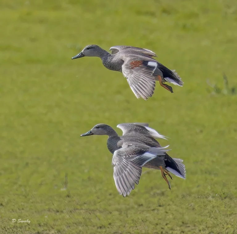 Gadwall