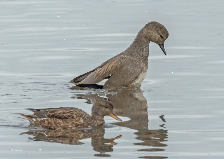 Gadwall disdlaying