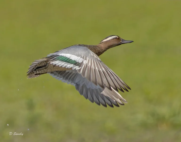 Garganey