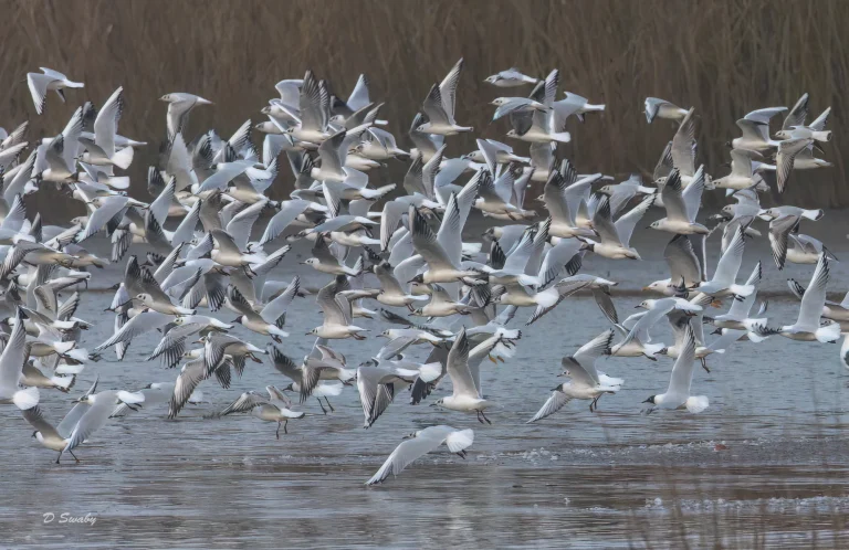Gathering Gull Roost