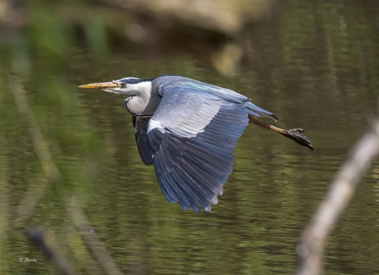 Gey Heron