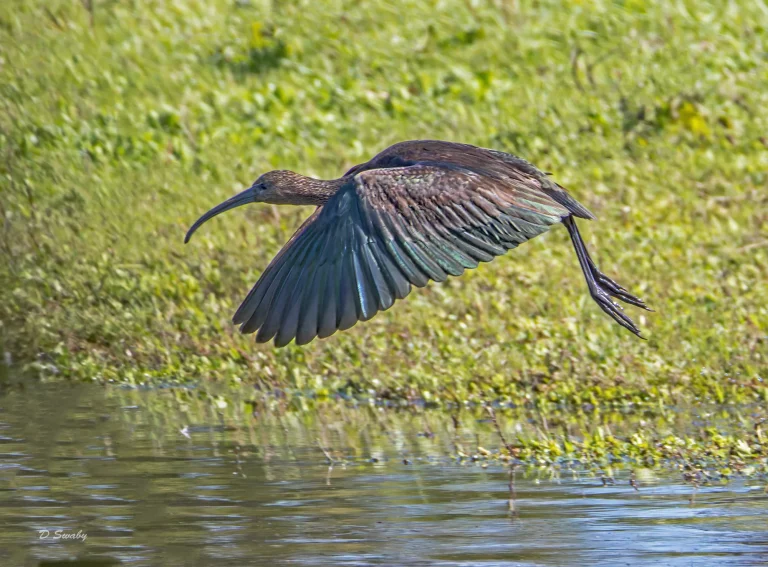 Glossy Ibis