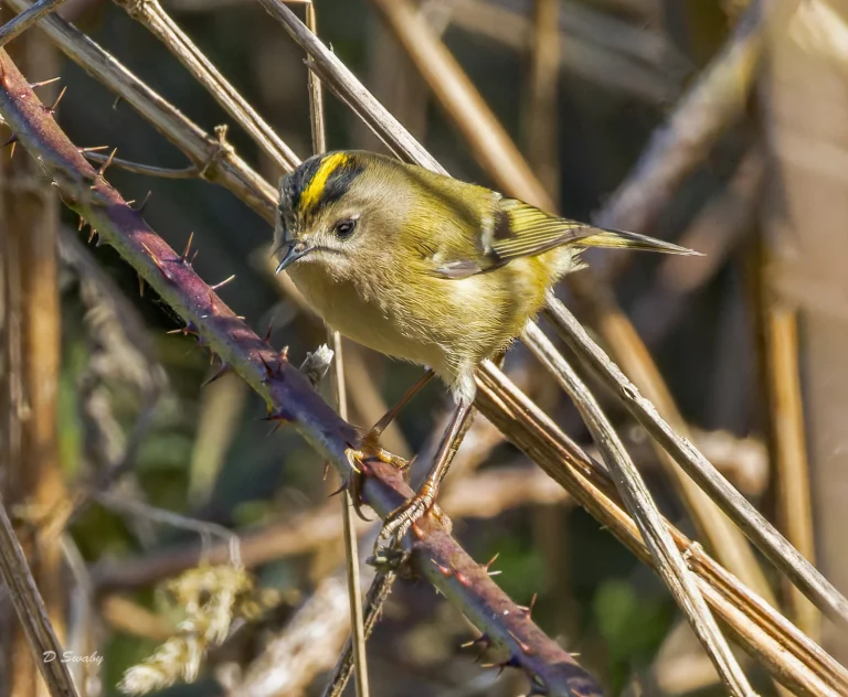 Goldcrest