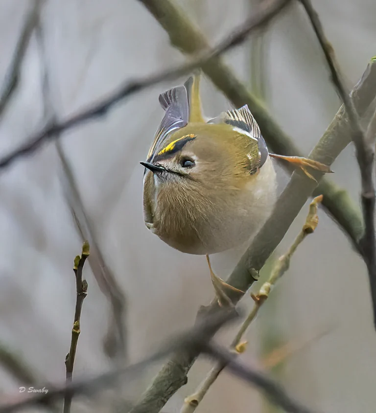 Goldcrest
