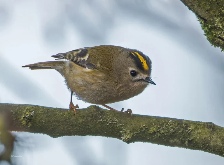 Goldcrest