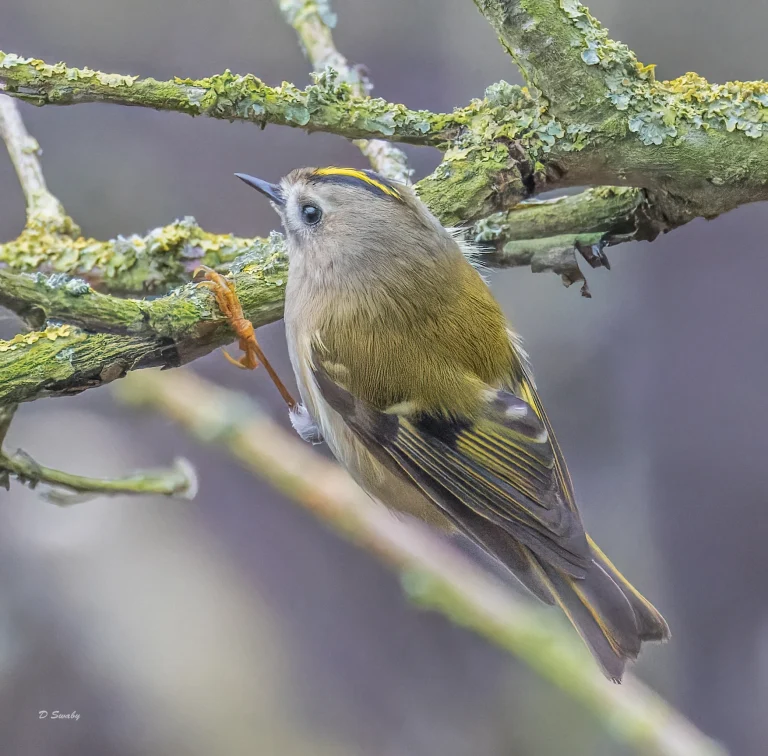 Goldcrest