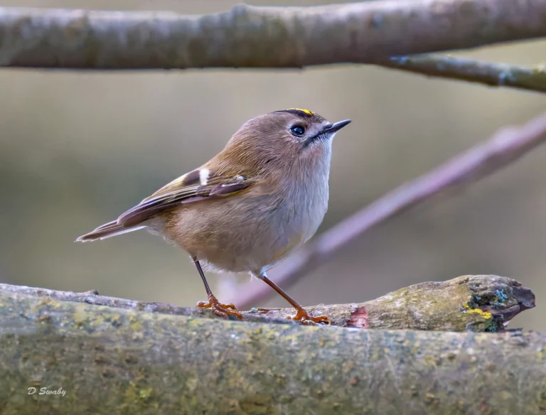 Goldcrest