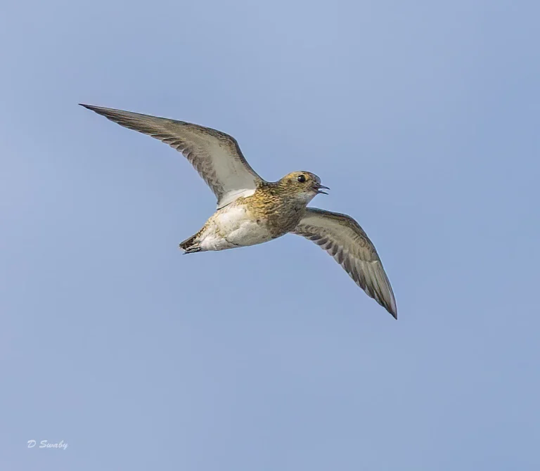 Golden Plover