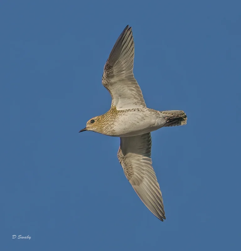 Golden Plover