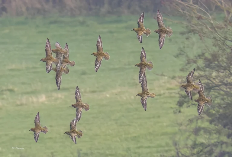 Golden Plovers