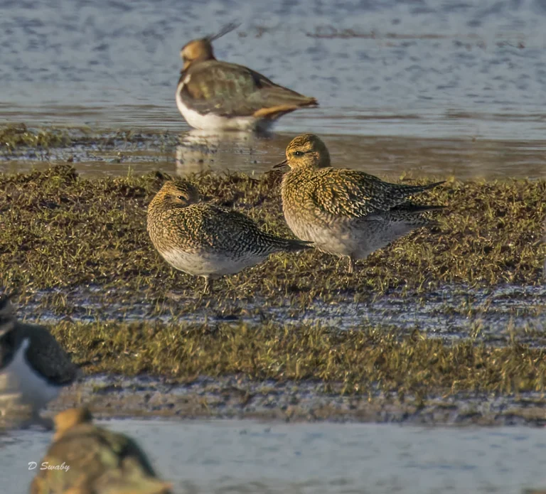 Golden Plovers