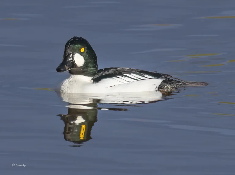 Goldeneye