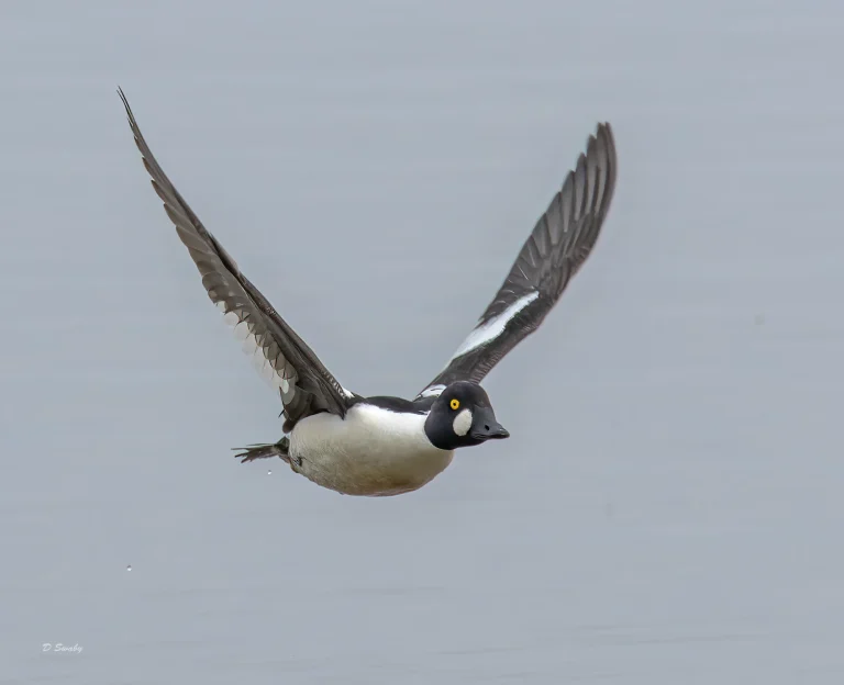 Goldeneye