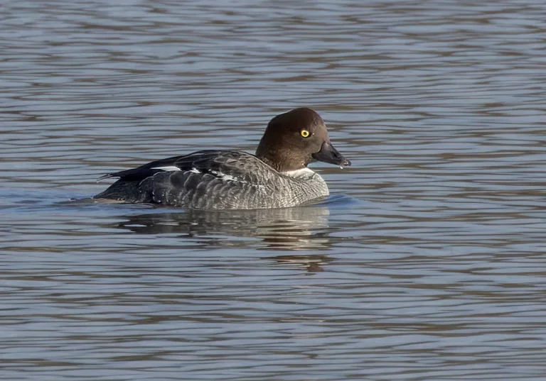 Goldeneye