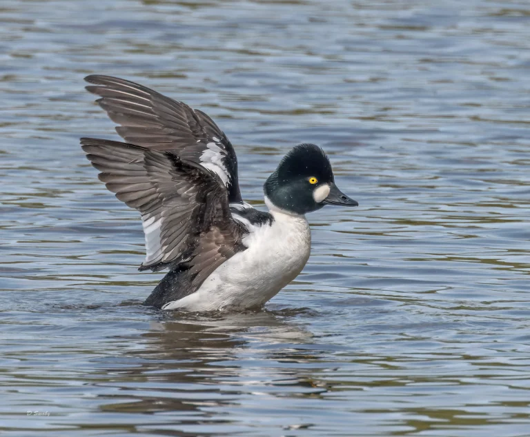 Goldeneye