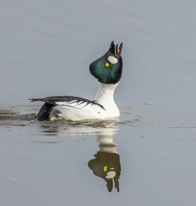 Goldeneye
