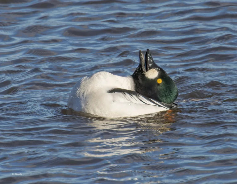 Goldeneye displaying