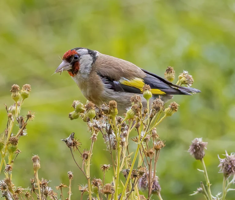 Goldfinch