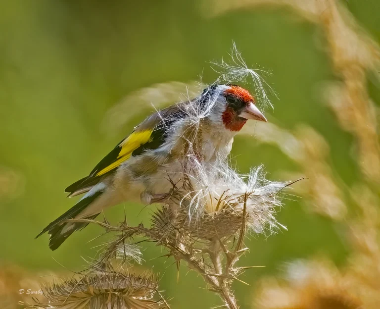 Goldfinch