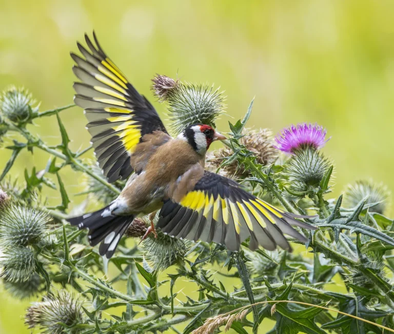 Goldfinch